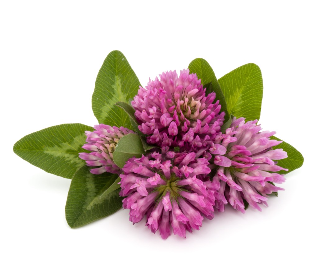 red clover for menopause support