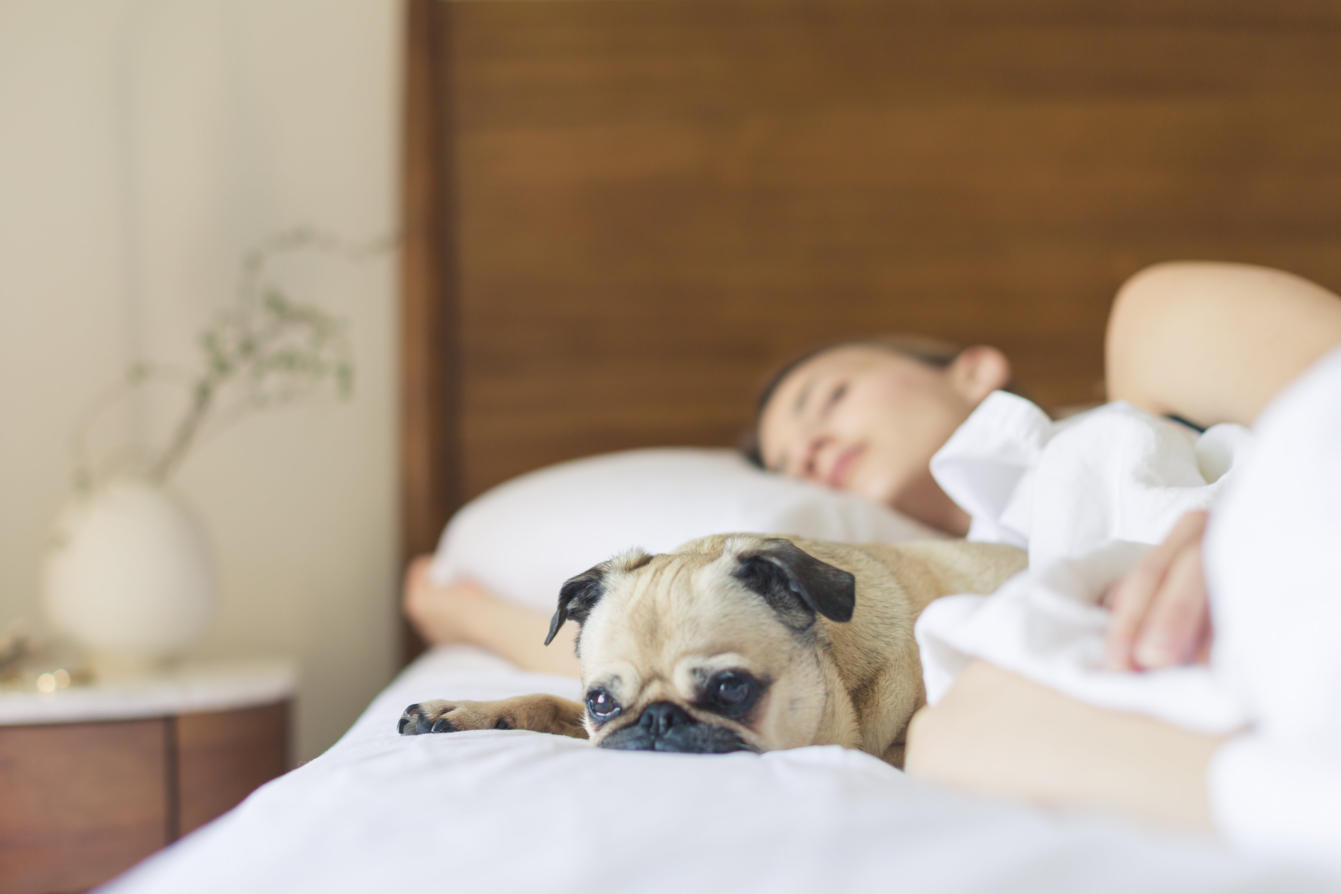 Canva - Pug Sleeping Beside Woman on Bed